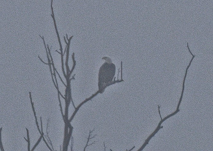 Pygargue à tête blanche - ML647633406