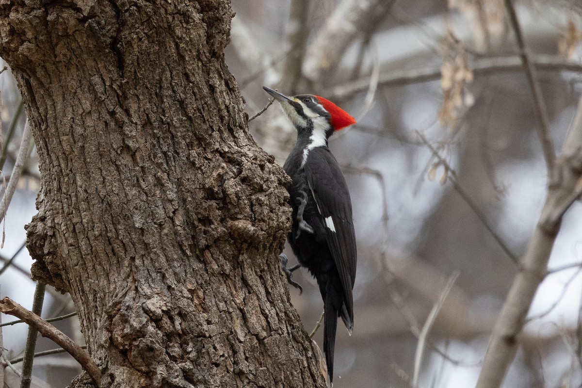 Grand Pic - ML647633407