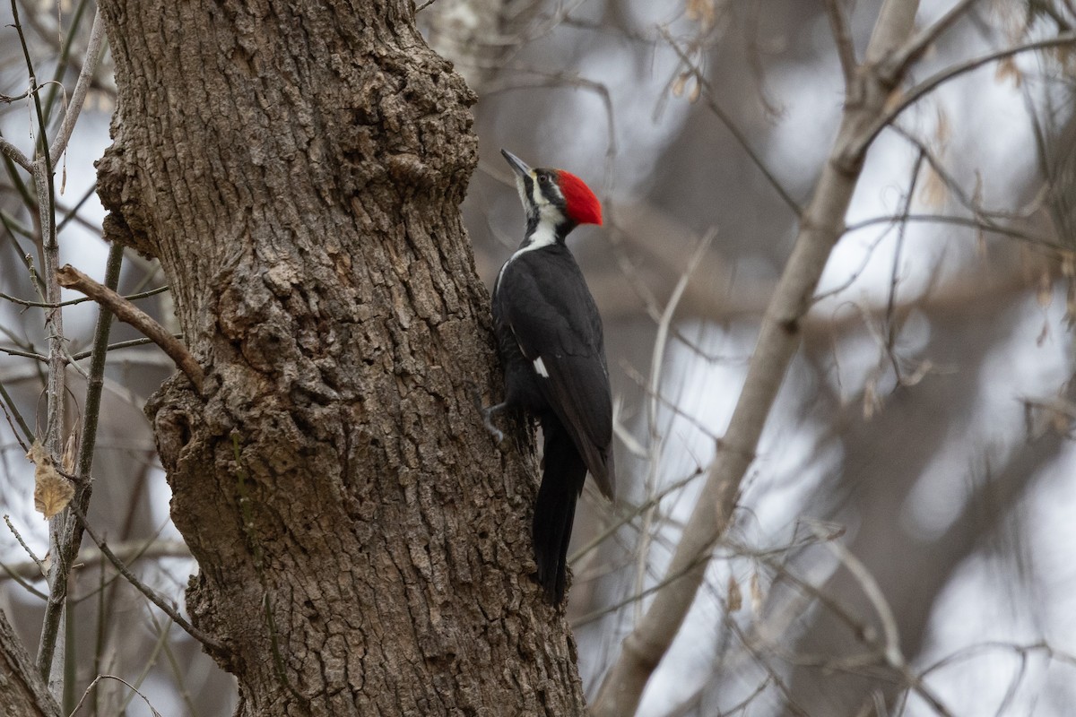 Grand Pic - ML647633408