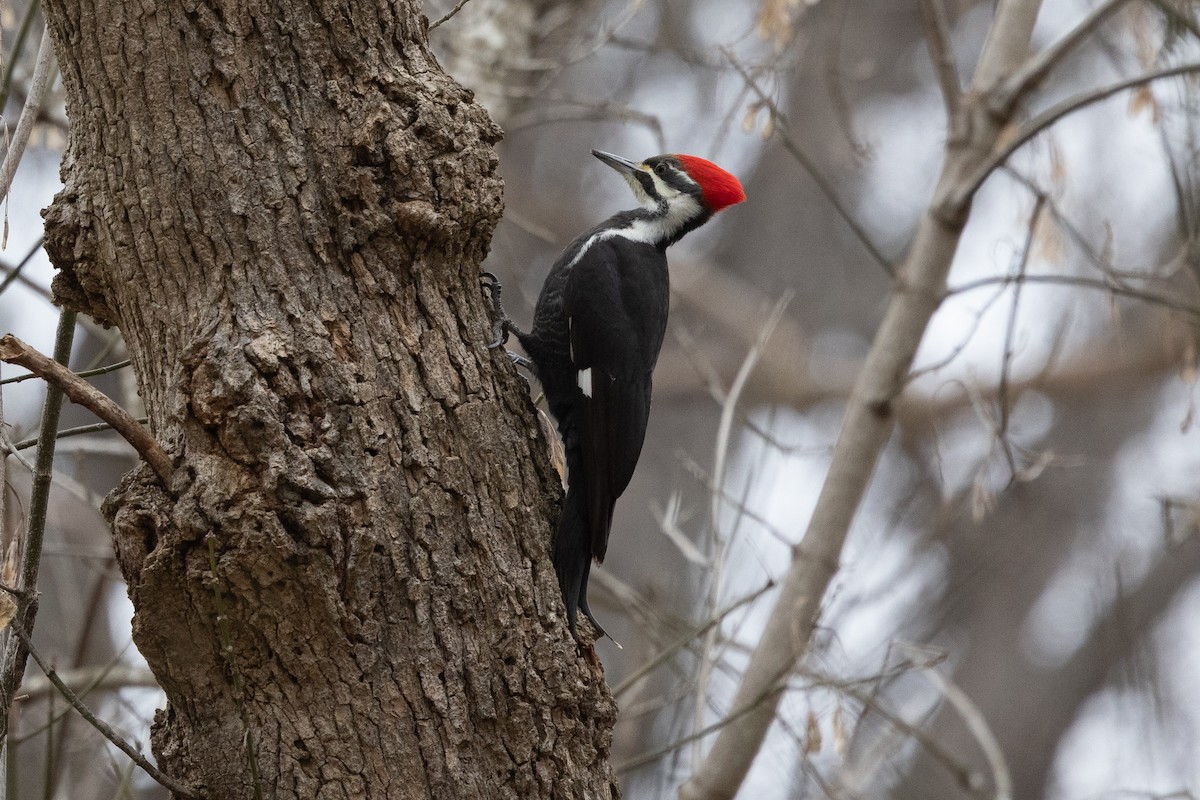 Grand Pic - ML647633409