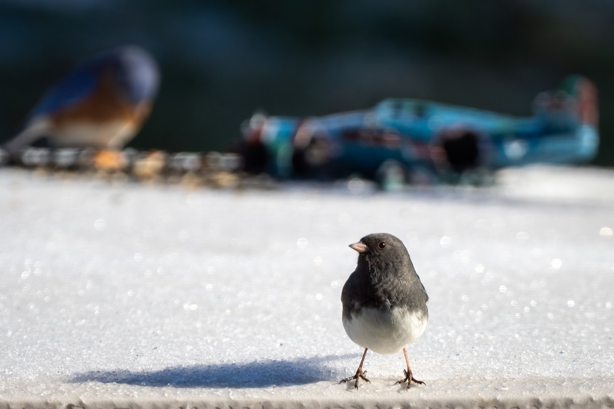 Junco ardoisé - ML647633410