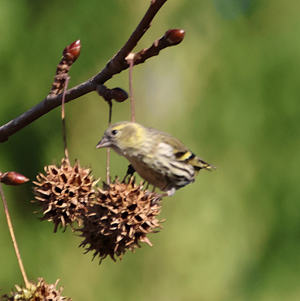 Tarin des aulnes - ML647633412