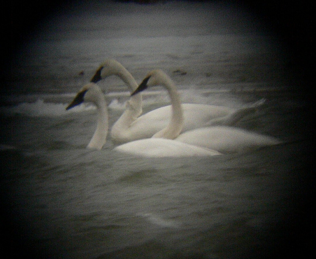 Cygne trompette - ML647633414