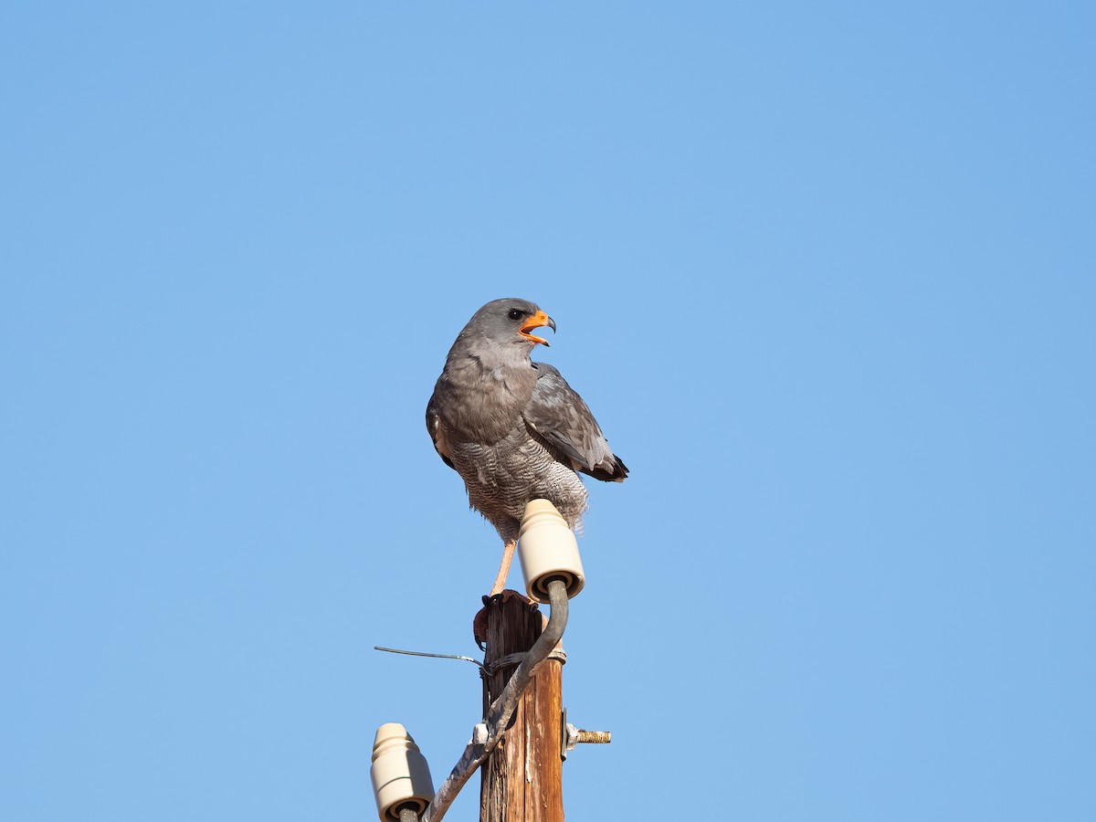 Autour chanteur - ML647633416