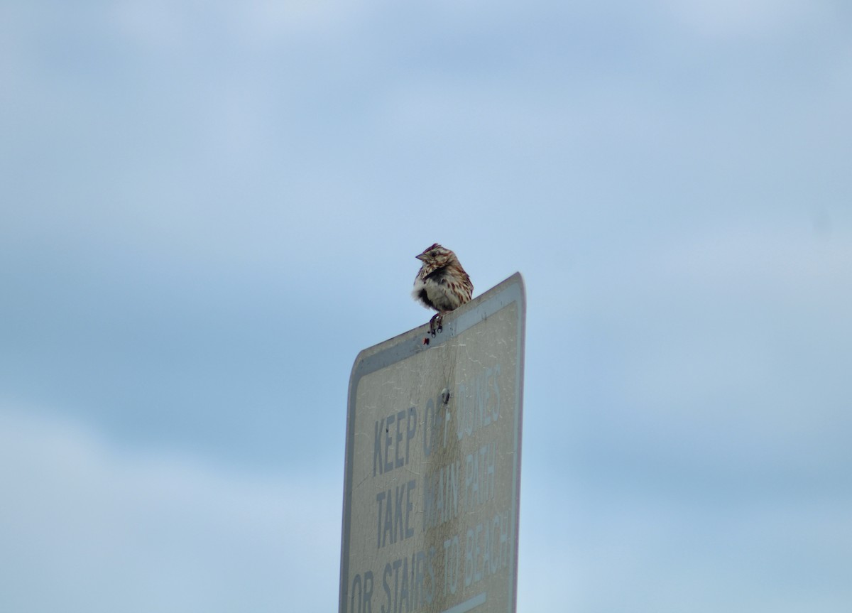 Bruant chanteur - ML647633418
