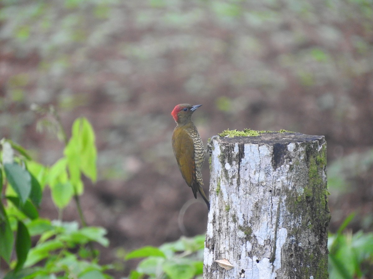 Pic à ailes rousses - ML647633419