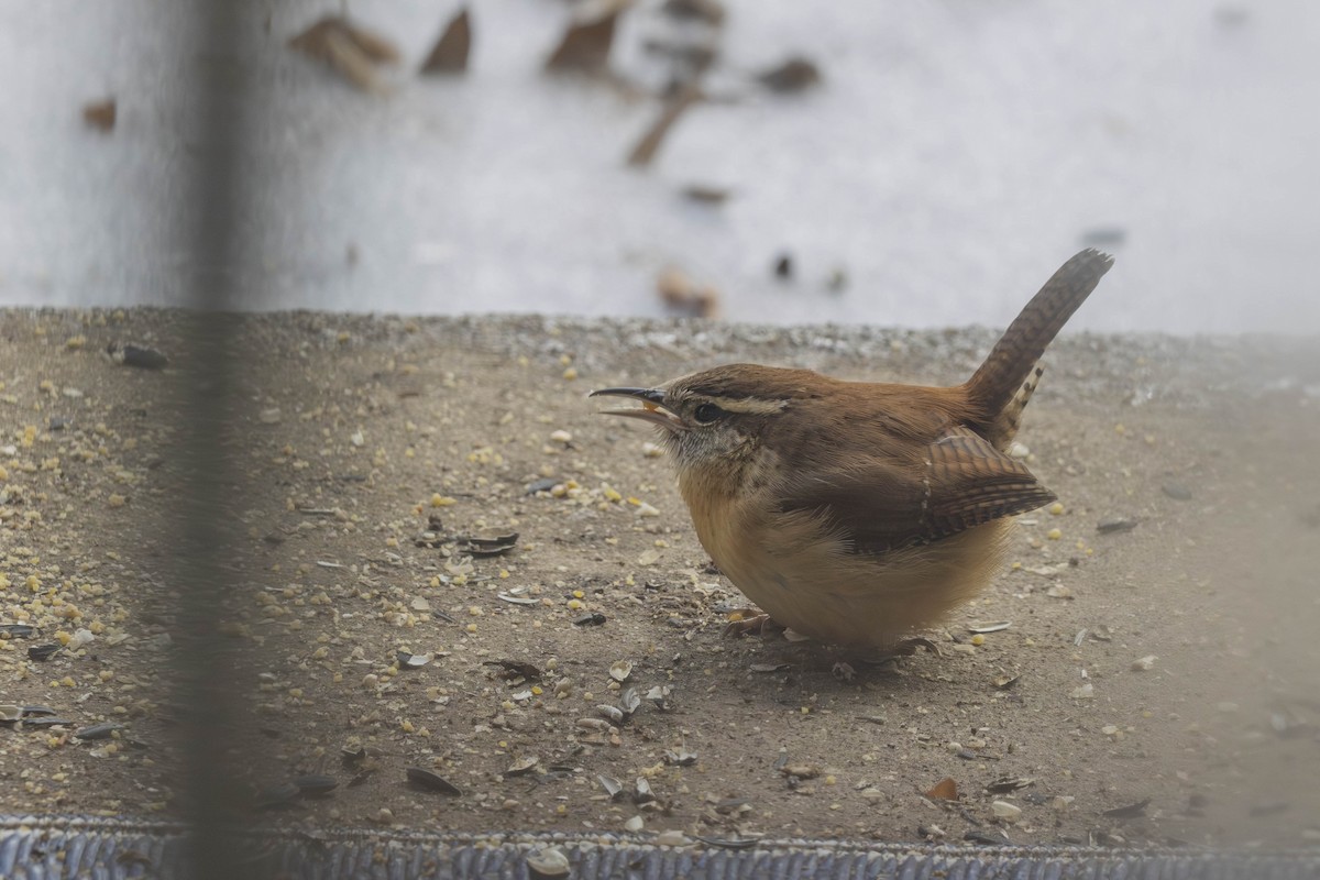 Troglodyte de Caroline - ML647633420