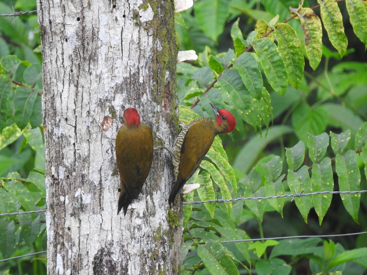 Pic à ailes rousses - ML647633421