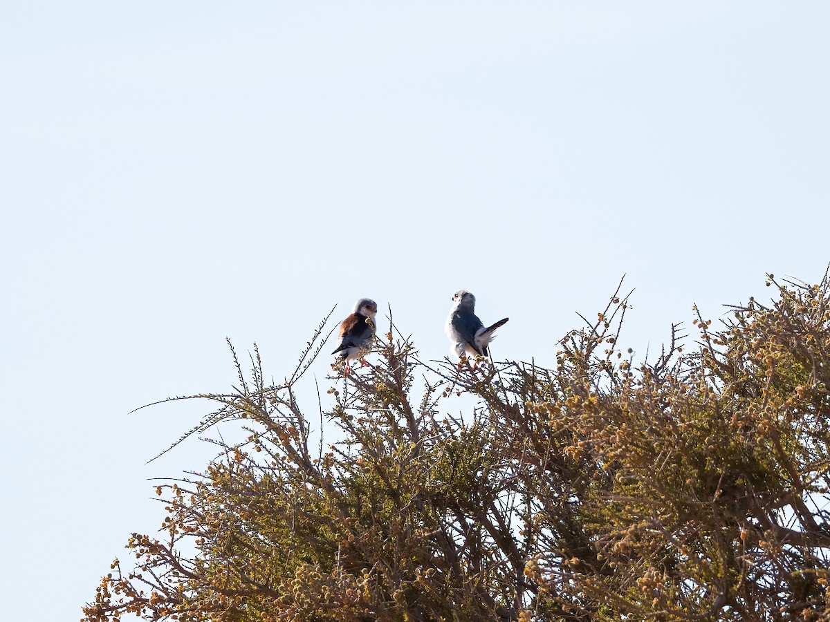 Fauconnet d'Afrique - ML647633423