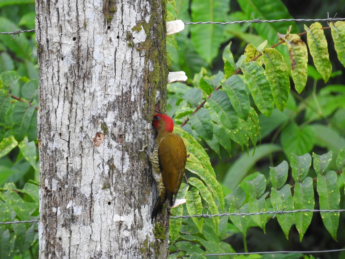 Pic à ailes rousses - ML647633424