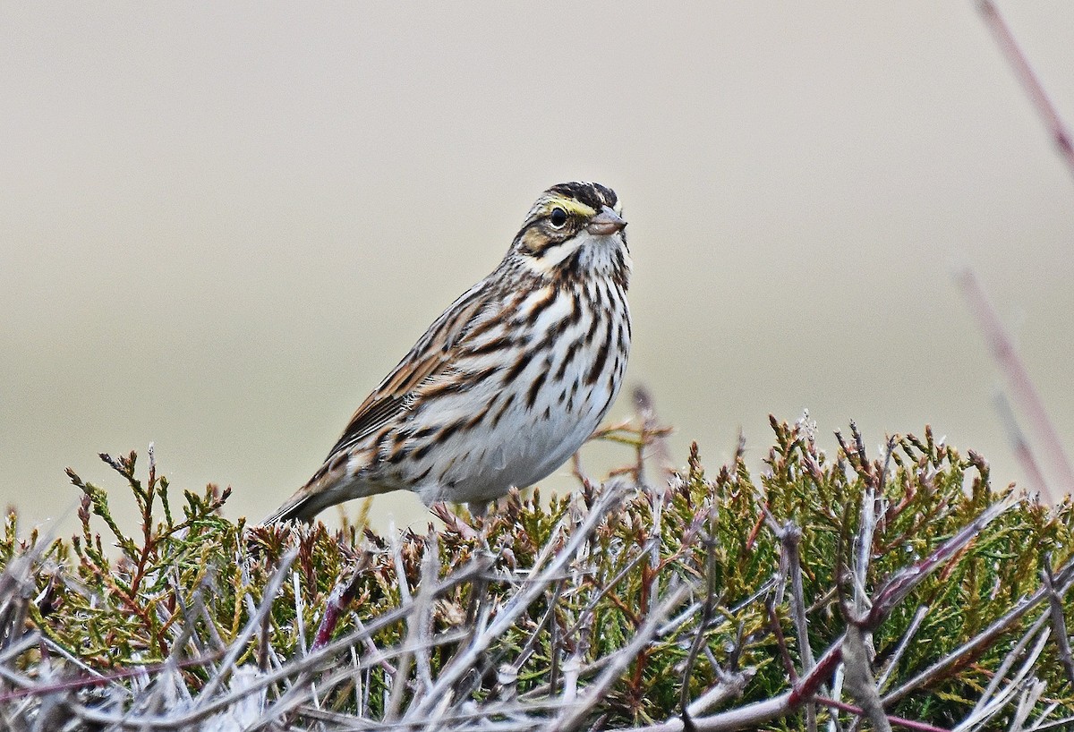 Bruant des prés - ML647633425