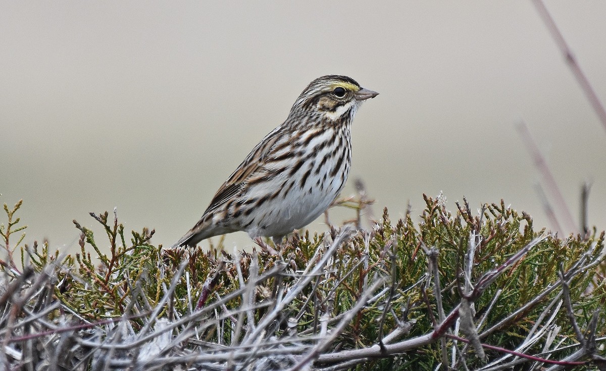 Bruant des prés - ML647633426