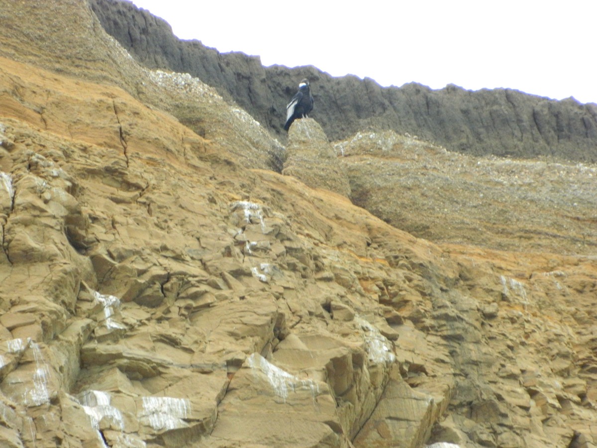 Condor des Andes - ML647633427