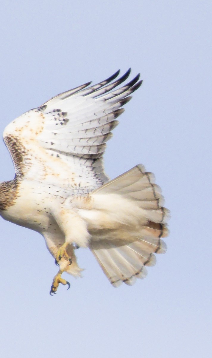 Buse à queue rousse (borealis) - ML647633428