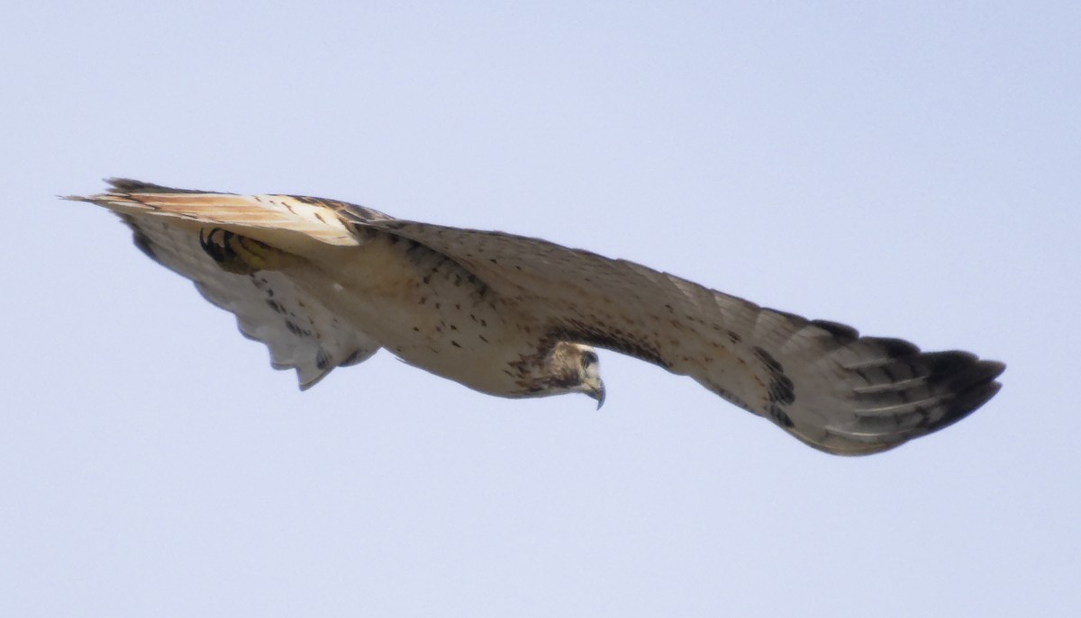 Buse à queue rousse (borealis) - ML647633429