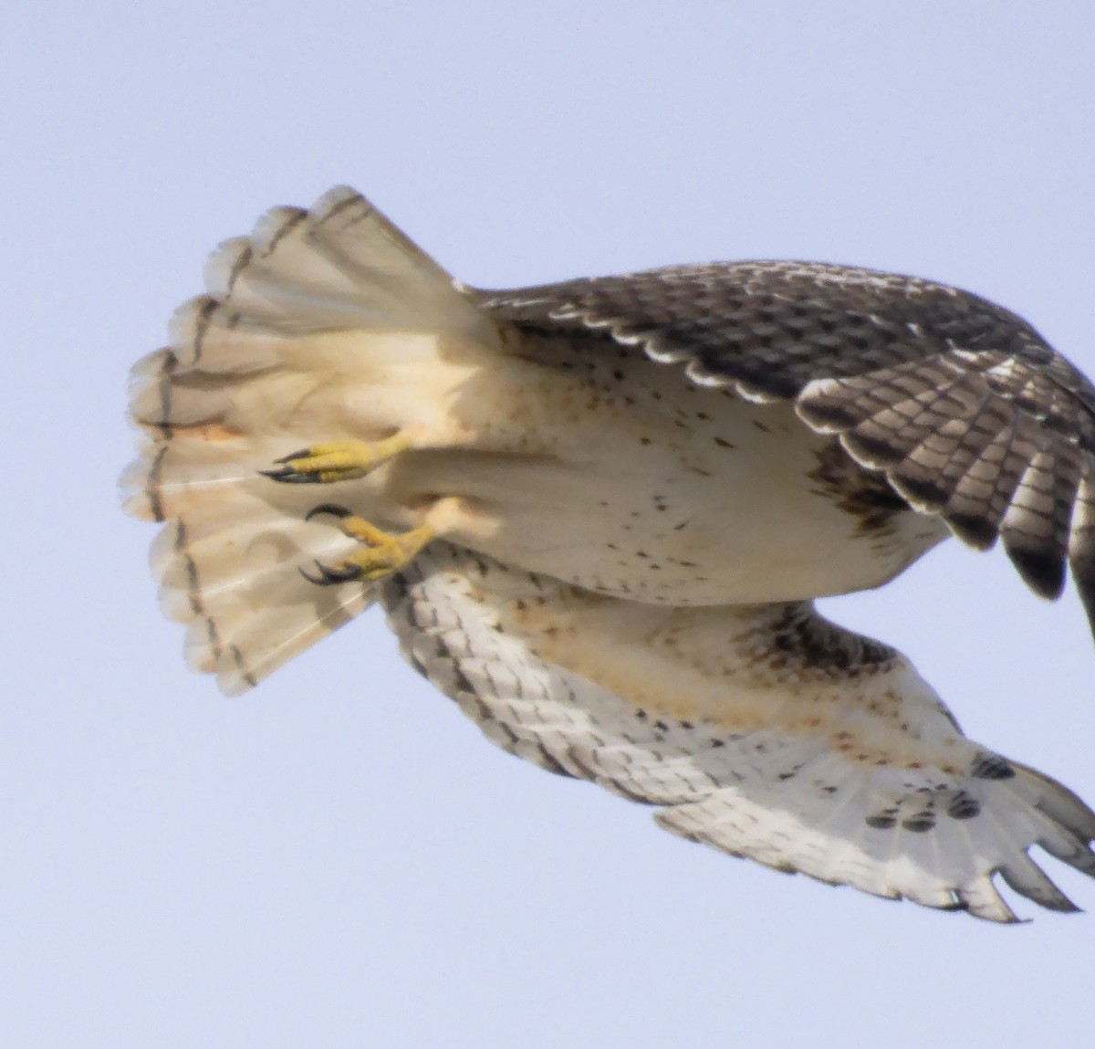 Buse à queue rousse (borealis) - ML647633430