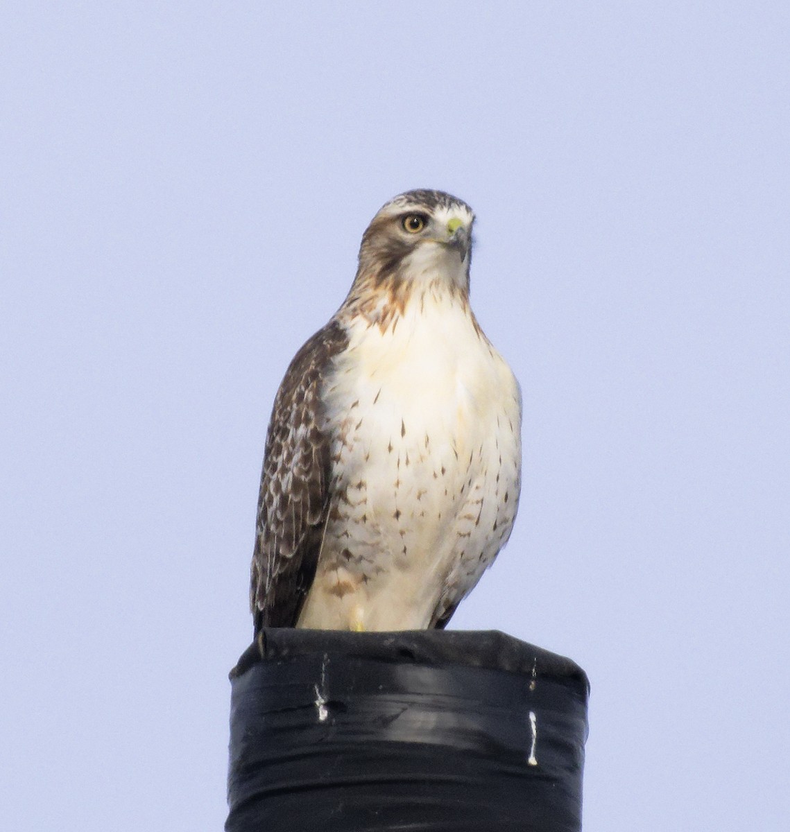 Buse à queue rousse (borealis) - ML647633431