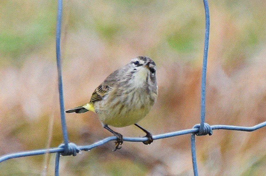 Paruline à couronne rousse - ML647633436