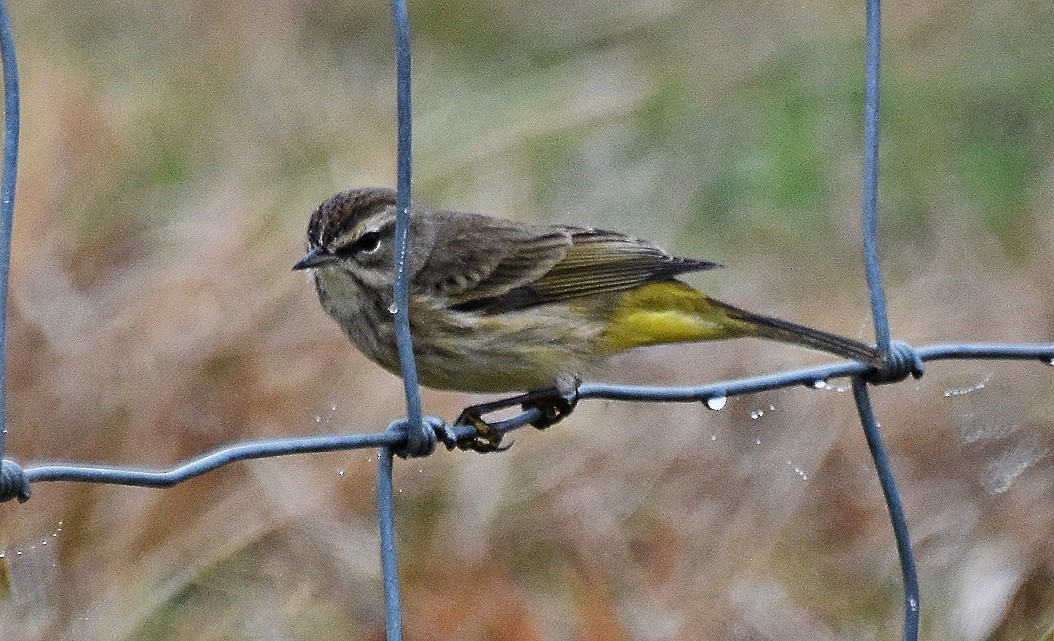 Paruline à couronne rousse - ML647633437