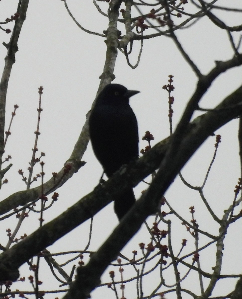 Purpurgrackel - ML647633488