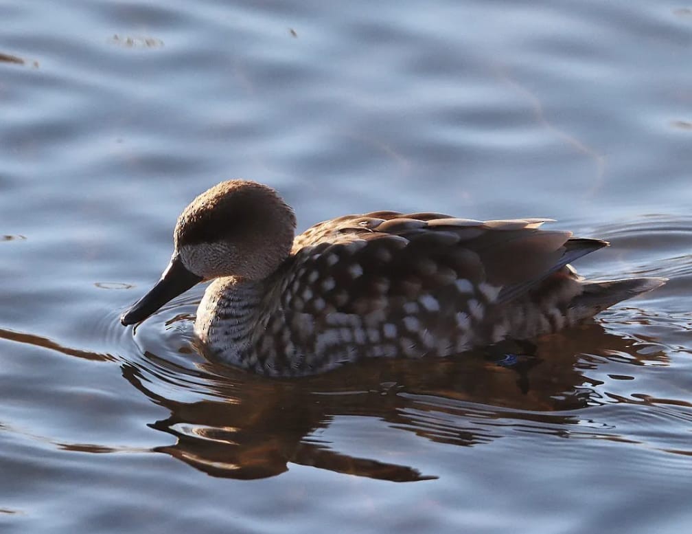 Marbled Duck - ML647633497