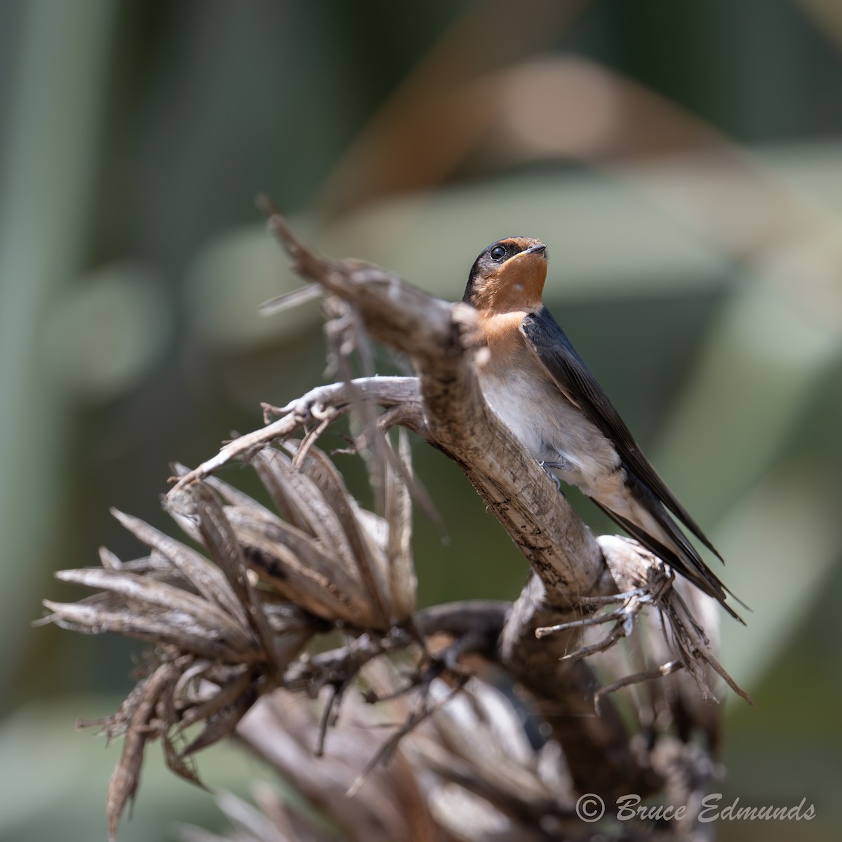 Welcome Swallow - ML647633498