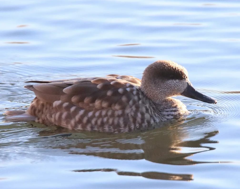 Marbled Duck - ML647633503