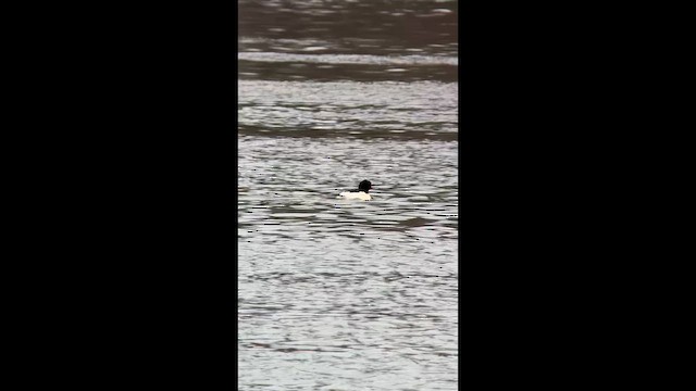 Serreta Grande - ML647633529