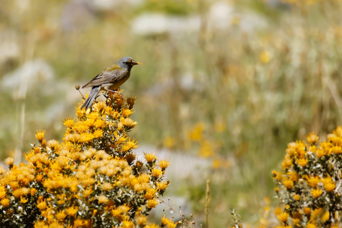 Gray-hooded Sierra Finch - ML647633538