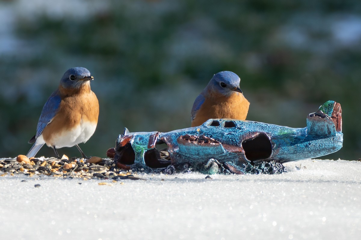 Eastern Bluebird - ML647633540