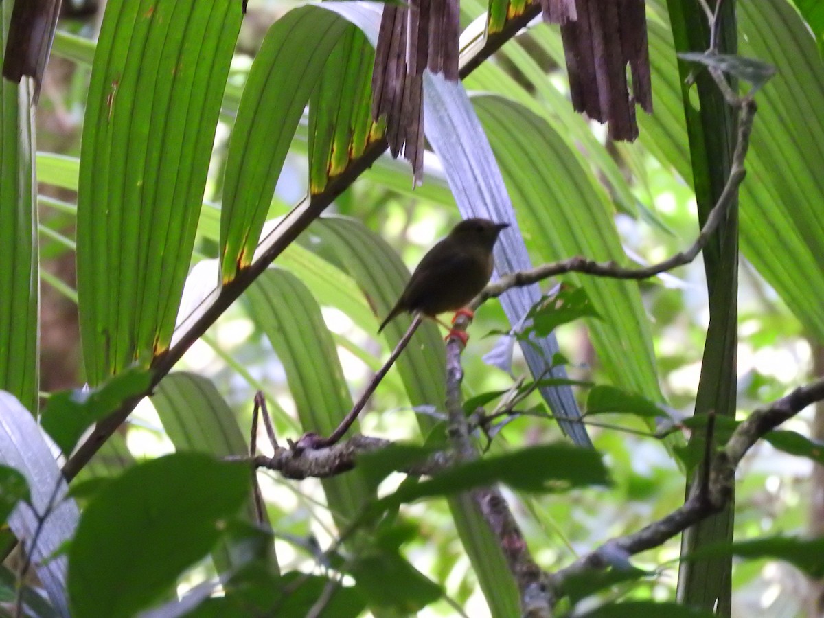 White-collared Manakin - ML647633542