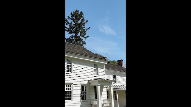 Busardo Colirrojo - ML647633544