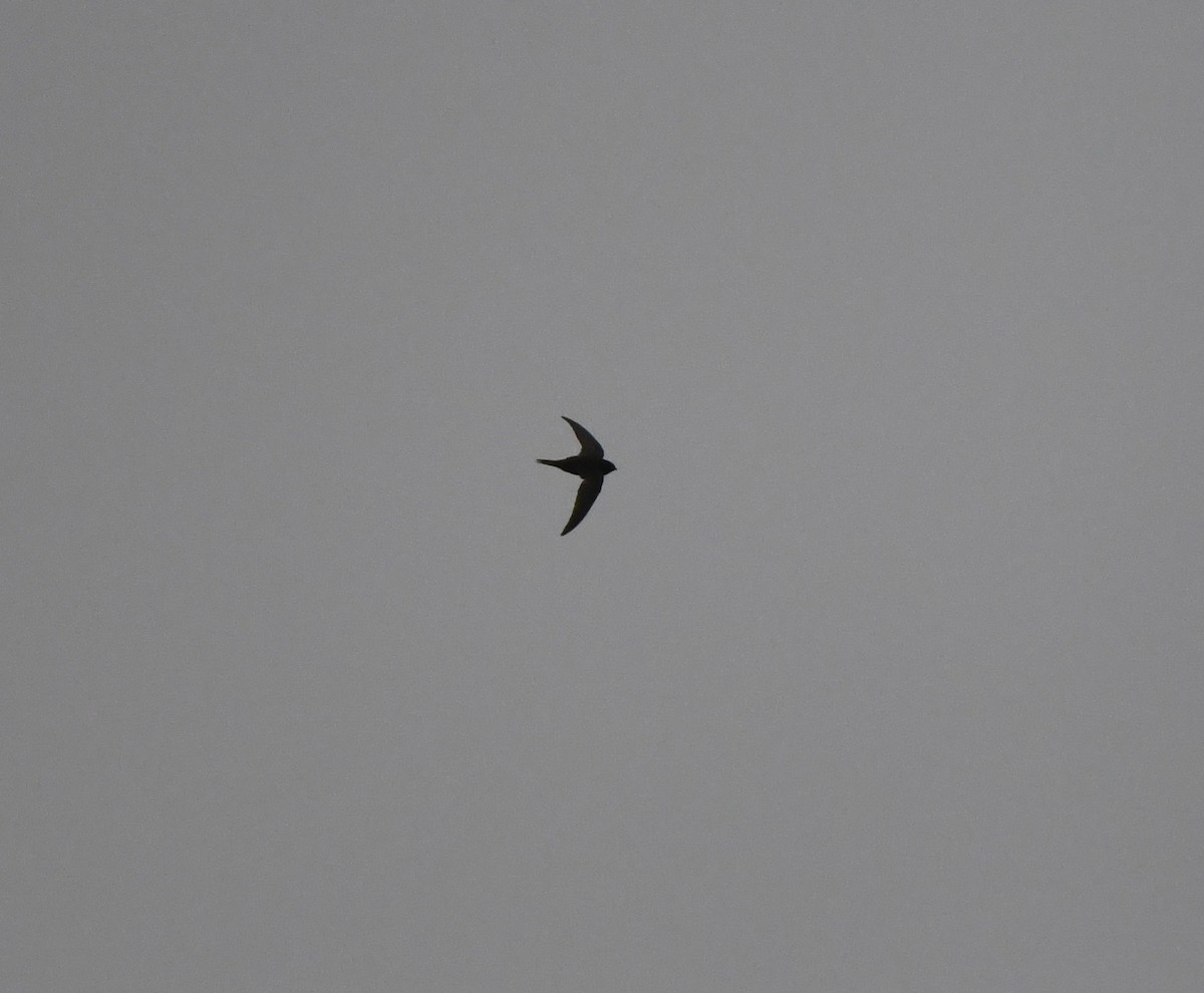 Common Swift - ML647633550