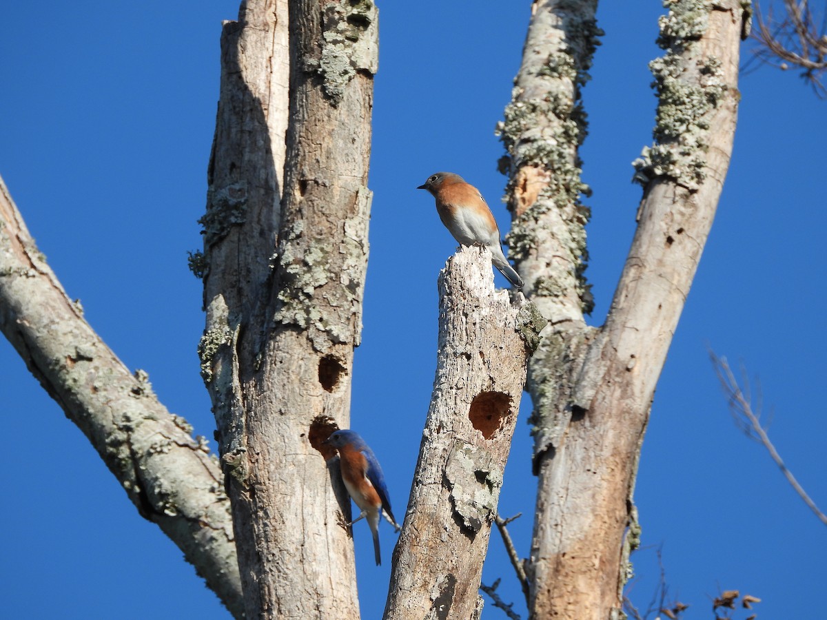 Eastern Bluebird - ML647633557