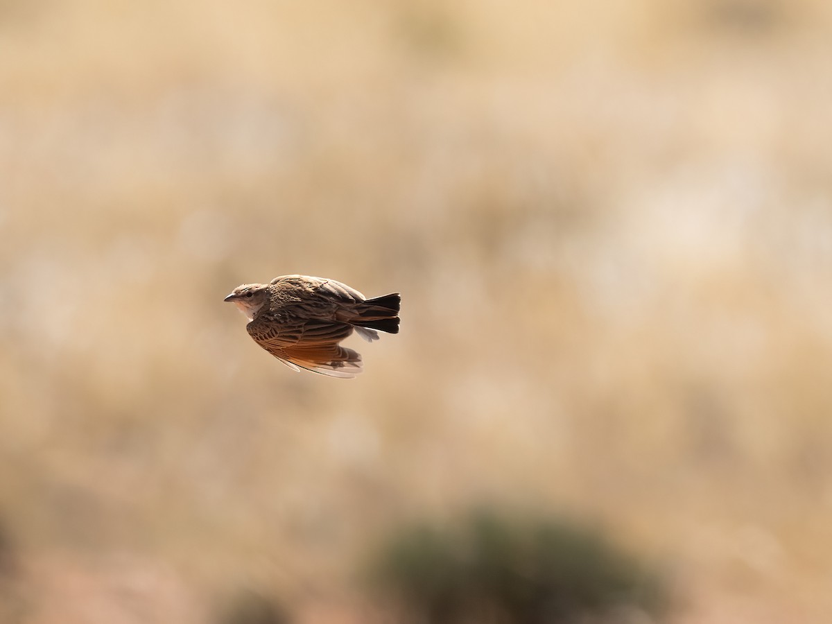 krattlerke (africanoides gr.) - ML647633568