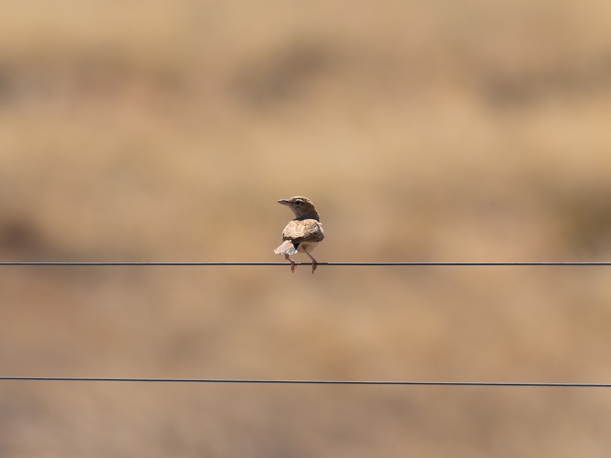 krattlerke (africanoides gr.) - ML647633569