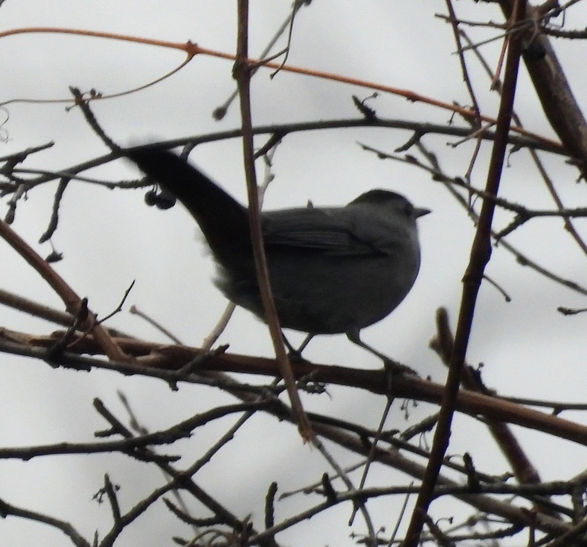 Miaulari grisa - ML647633575