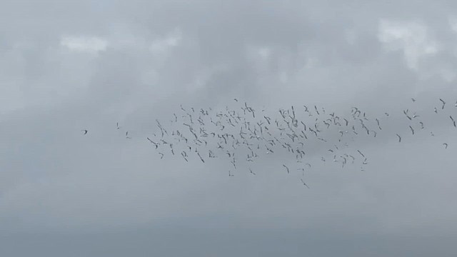Semipalmated Plover - ML647633612