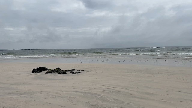 Semipalmated Plover - ML647633615