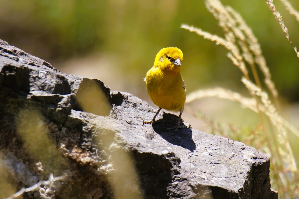 Büyük Kanarya İspinozu - ML647633616