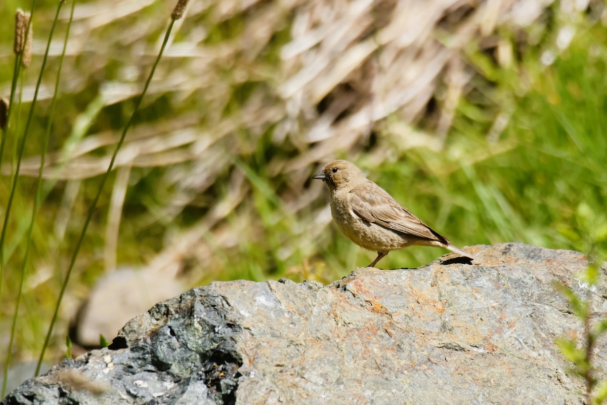 Büyük Kanarya İspinozu - ML647633617