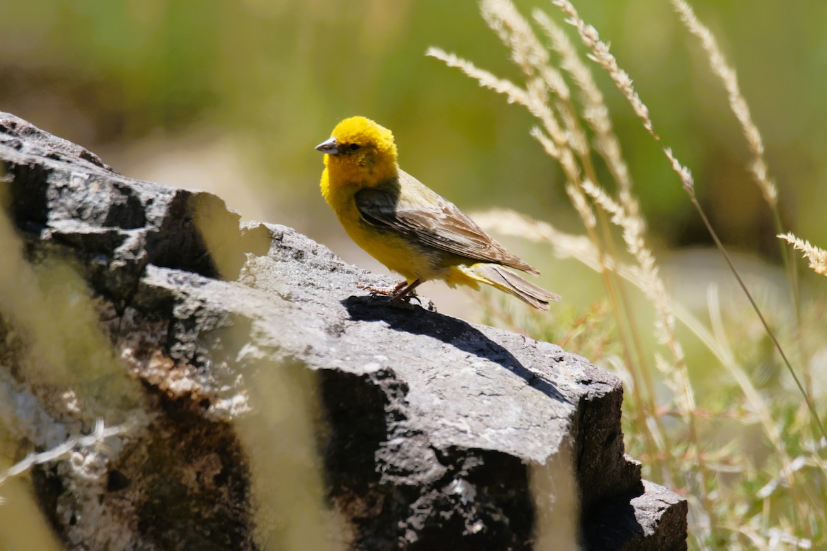 Büyük Kanarya İspinozu - ML647633618