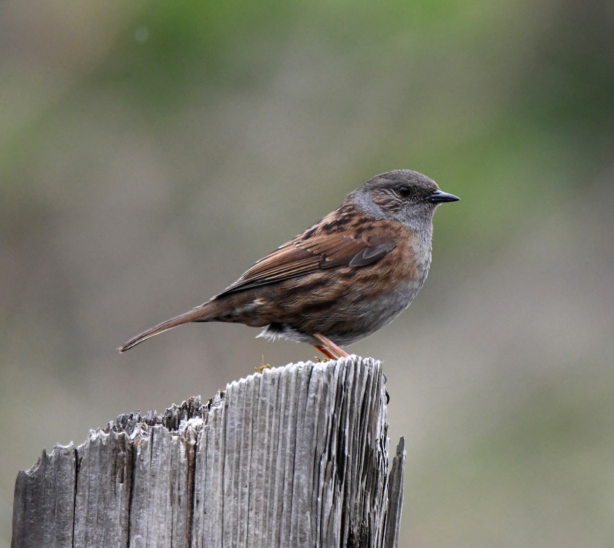 Accenteur mouchet - ML647633620