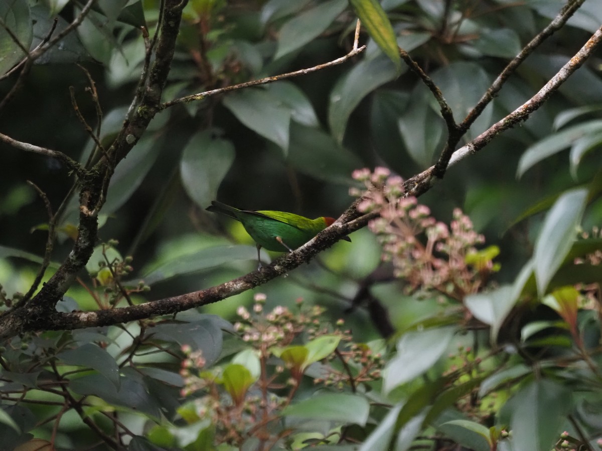 Bay-headed Tanager - ML647633623
