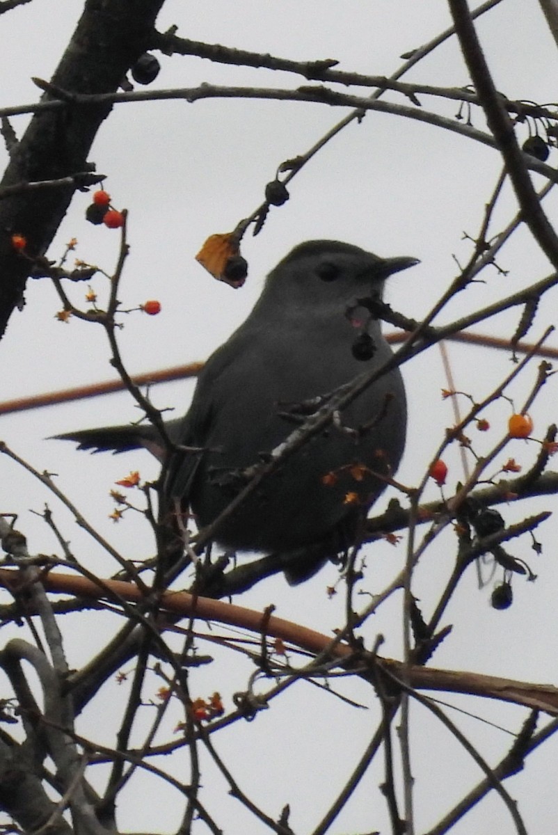 Miaulari grisa - ML647633630