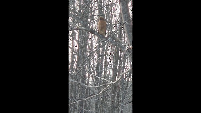 Busardo Pechirrojo - ML647633637