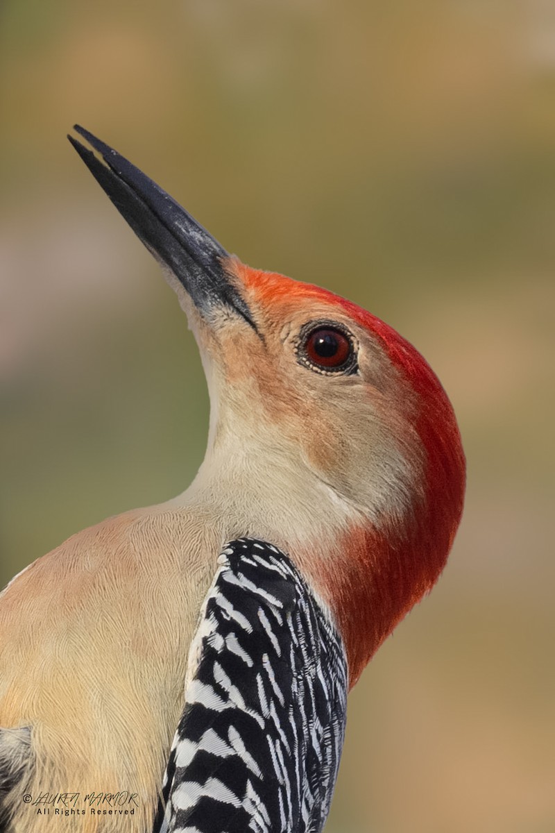 Carolinaspecht - ML647633650