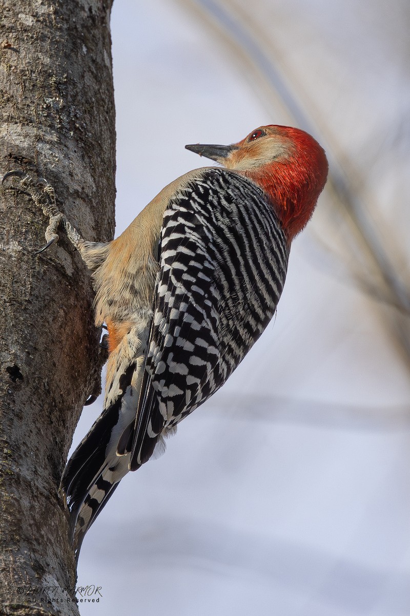 Carolinaspecht - ML647633651