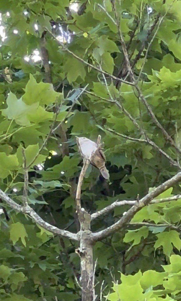Northern House Wren - ML647633660
