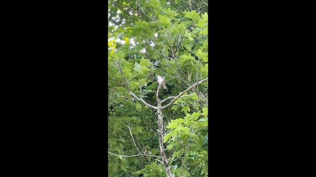 Chochín Criollo Norteño - ML647633661